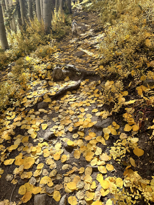 Aspen leaves on a trail