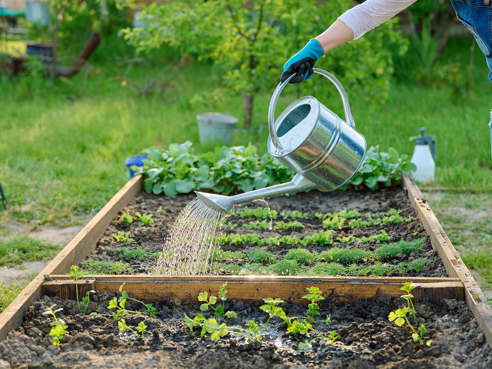 Person waters a garden