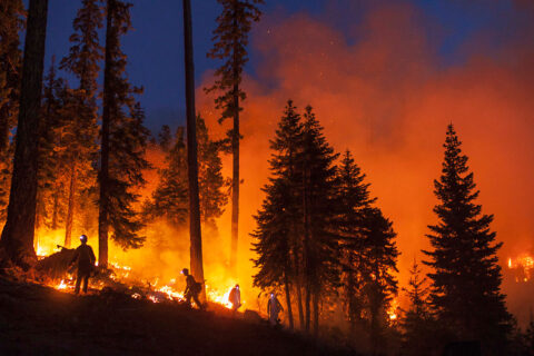 A wildfire blazes at night in the forest