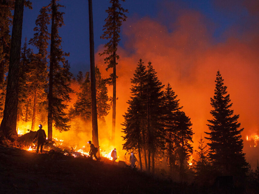 A wildfire blazes at night in the forest