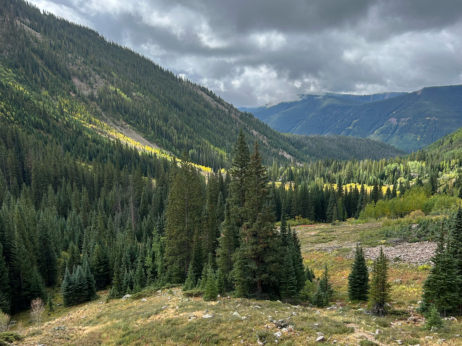 Trees turning yellow on a hillside in Vail