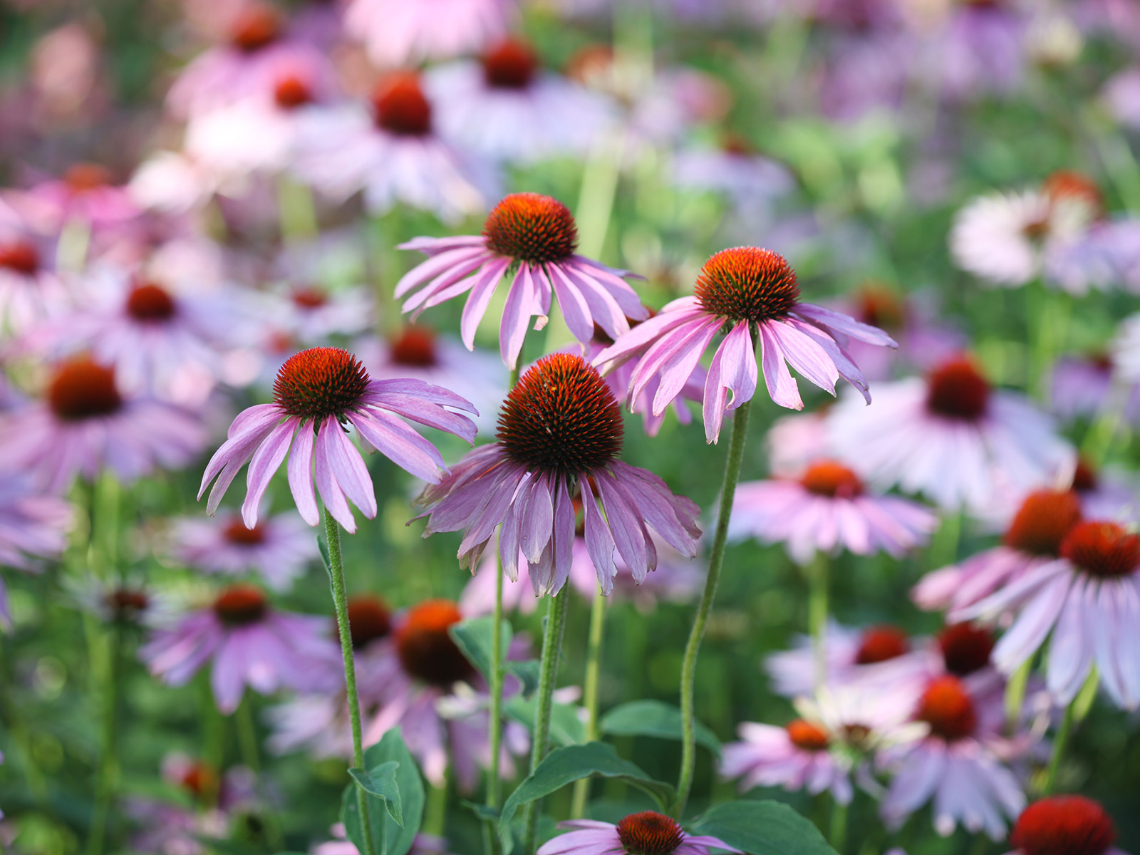 Narrow-leaved coneflowers in a field