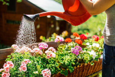woman watering flowers