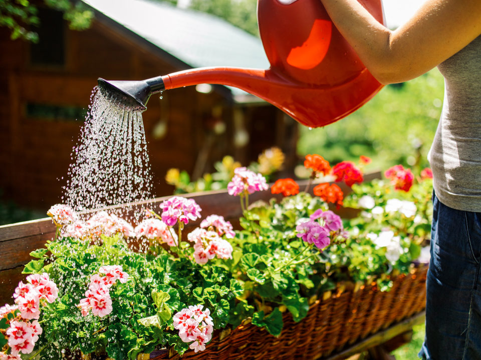 woman watering flowers