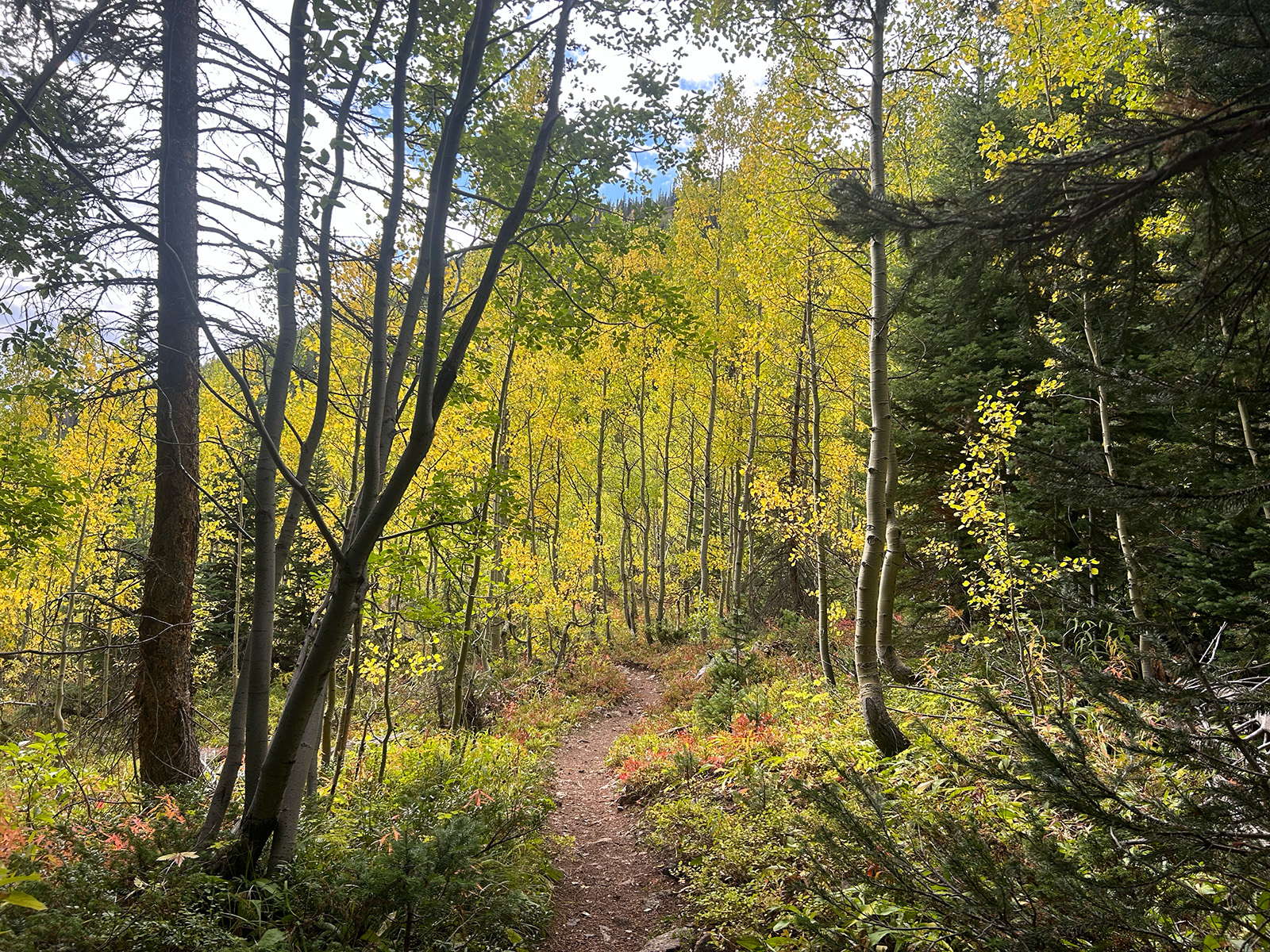 trail cuts through aspen starting to turn yellow