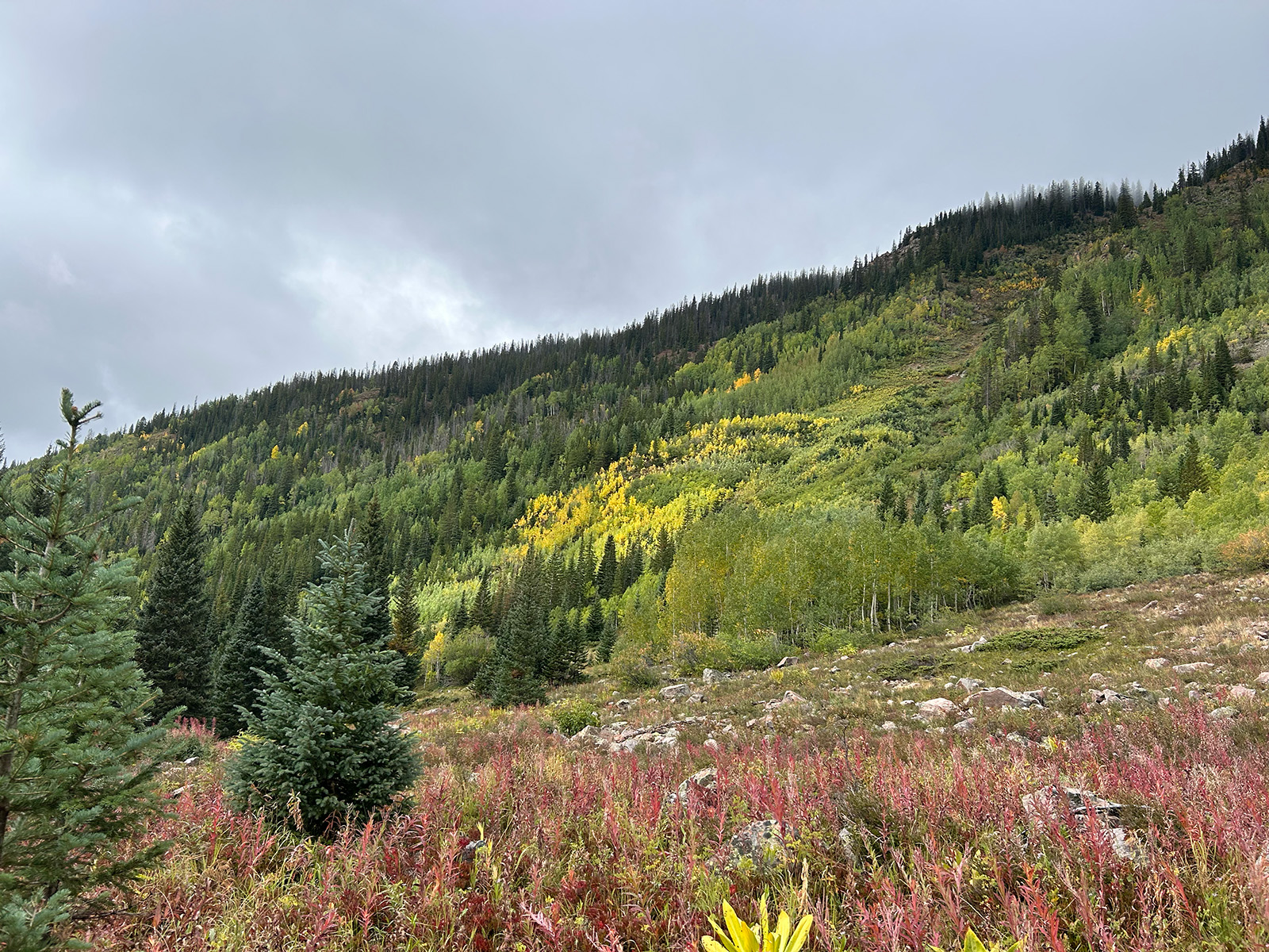 hillside with pockets of yellow trees