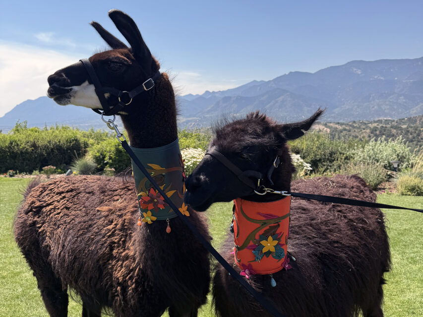 Two llamas at Garden of the Gods Resort and Club