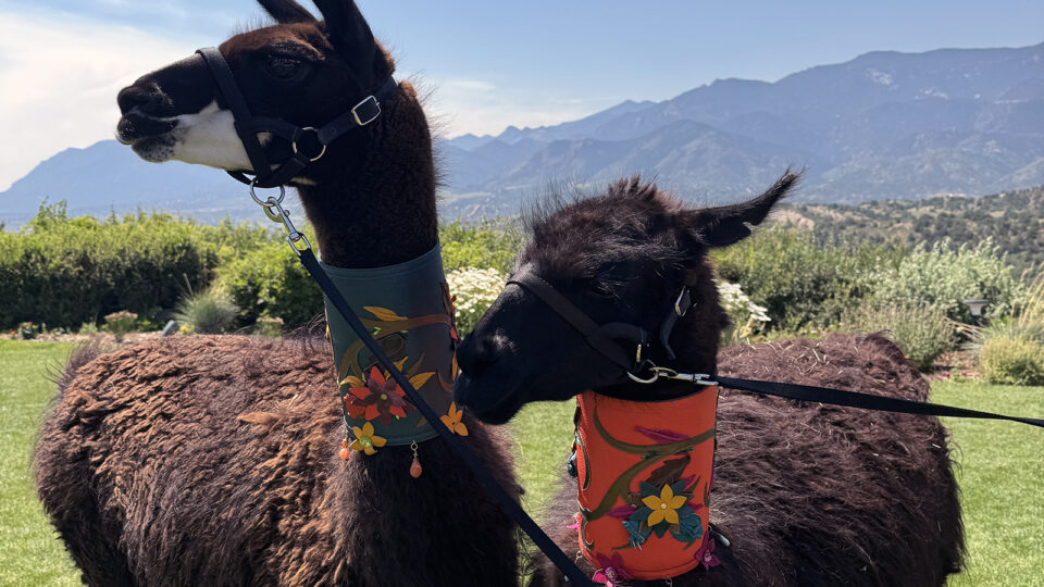 Two llamas at Garden of the Gods Resort and Club