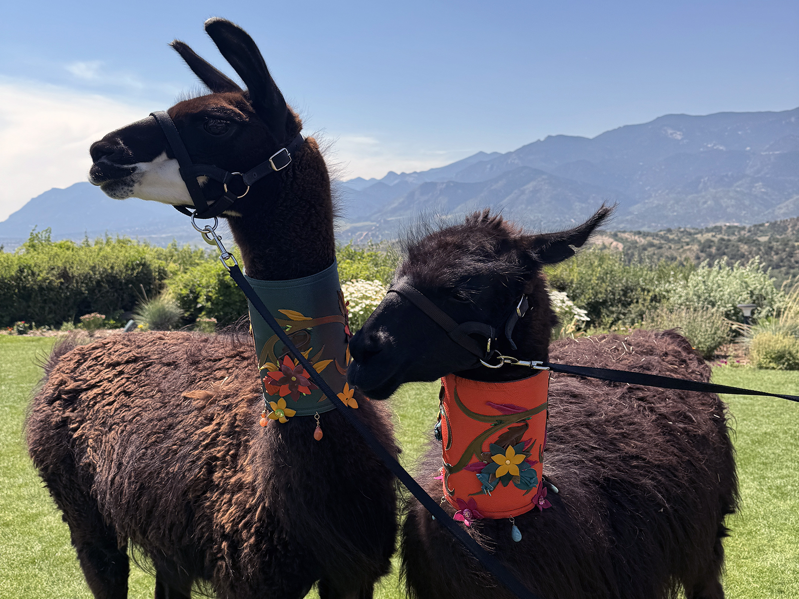 Llamas Are All About Sunday Brunch in Colorado
