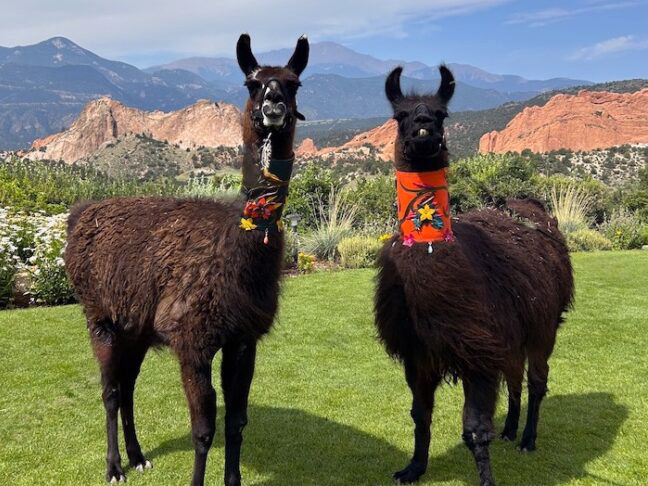 Two llamas at Garden of the Gods Resort and Club