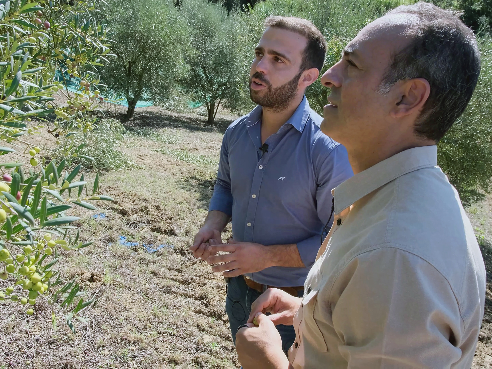 Nader Akhnoukh inspects olives at a farm in Portugal
