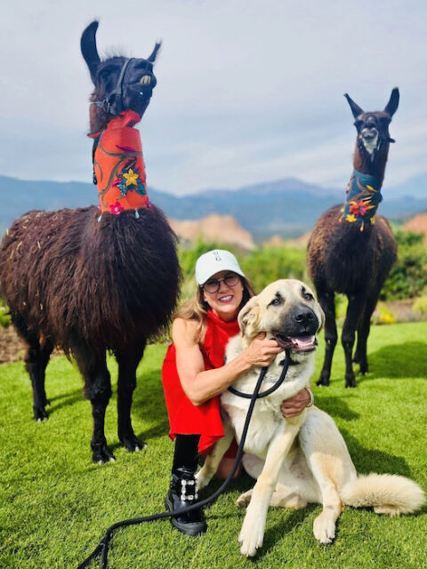 Two llamas, a woman, and a dog at Garden of the Gods Resort and Club