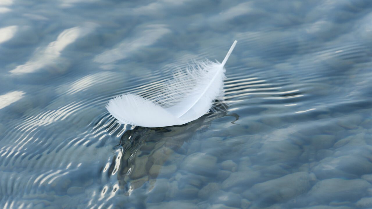 A white feather floating on water