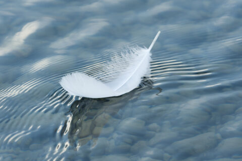 A white feather floating on water