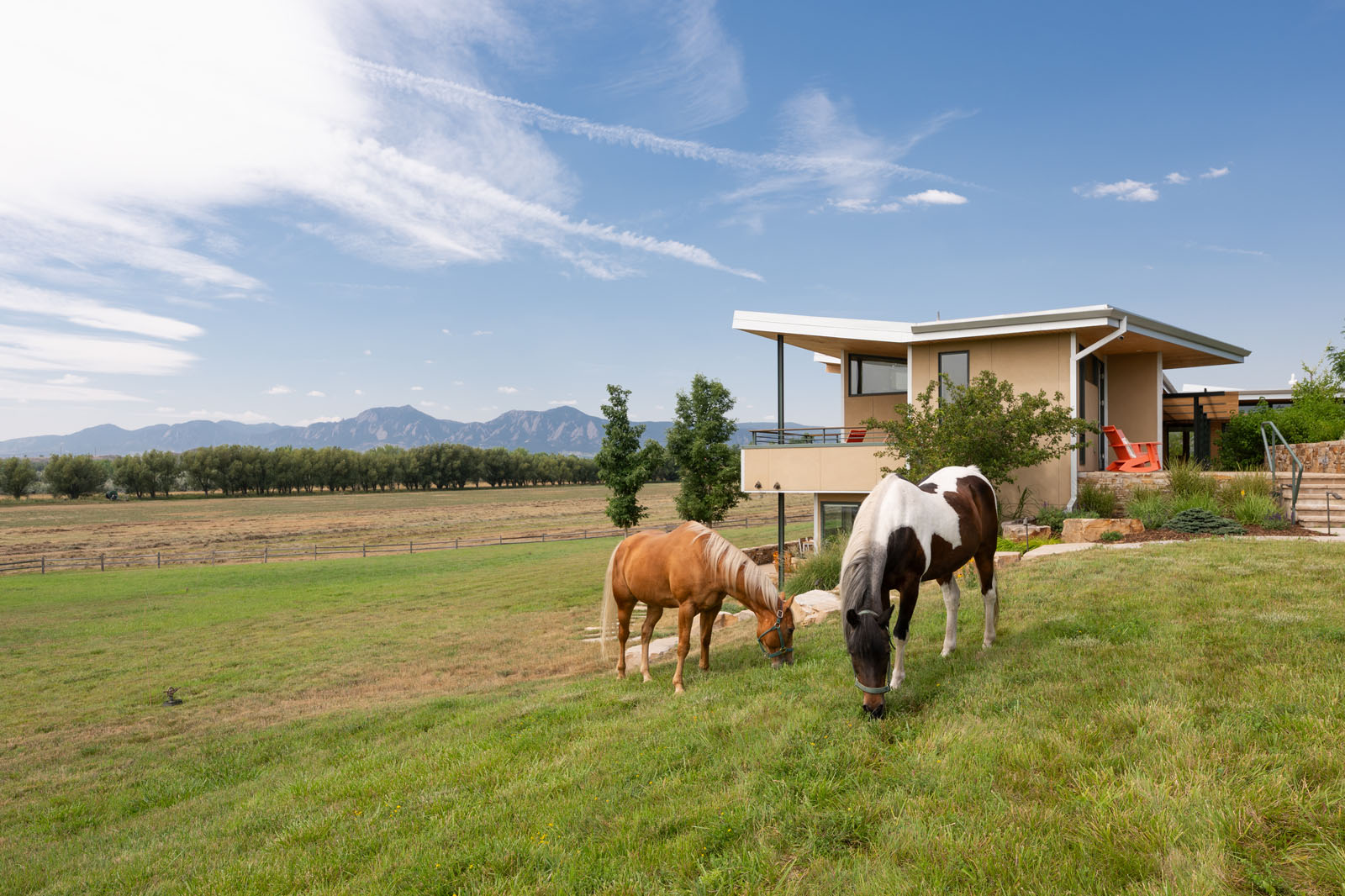 Horses grazing in a field