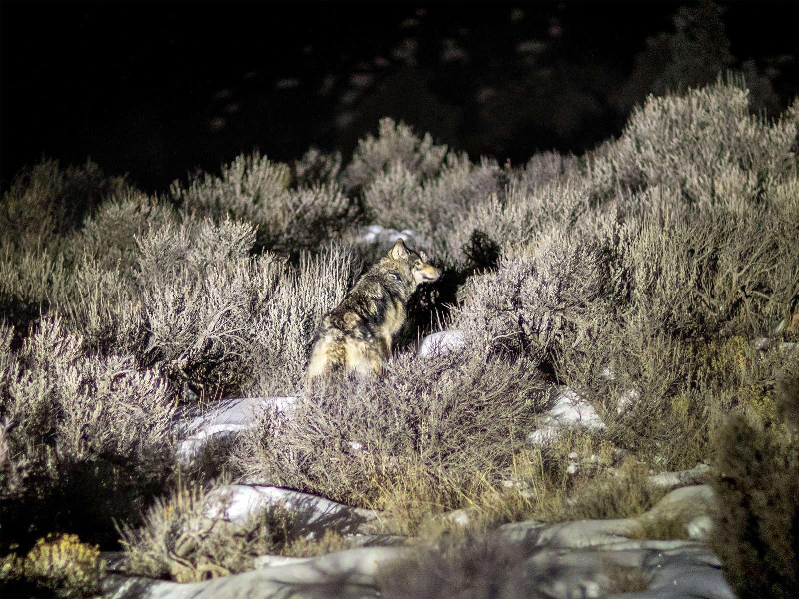 A wolf in snowy brush