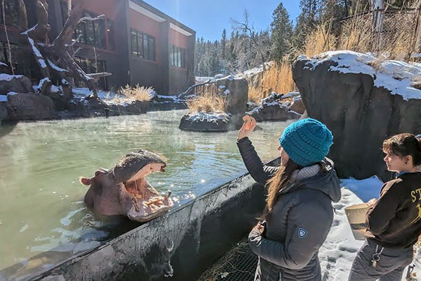 Guest feeding a hippo at the zoo