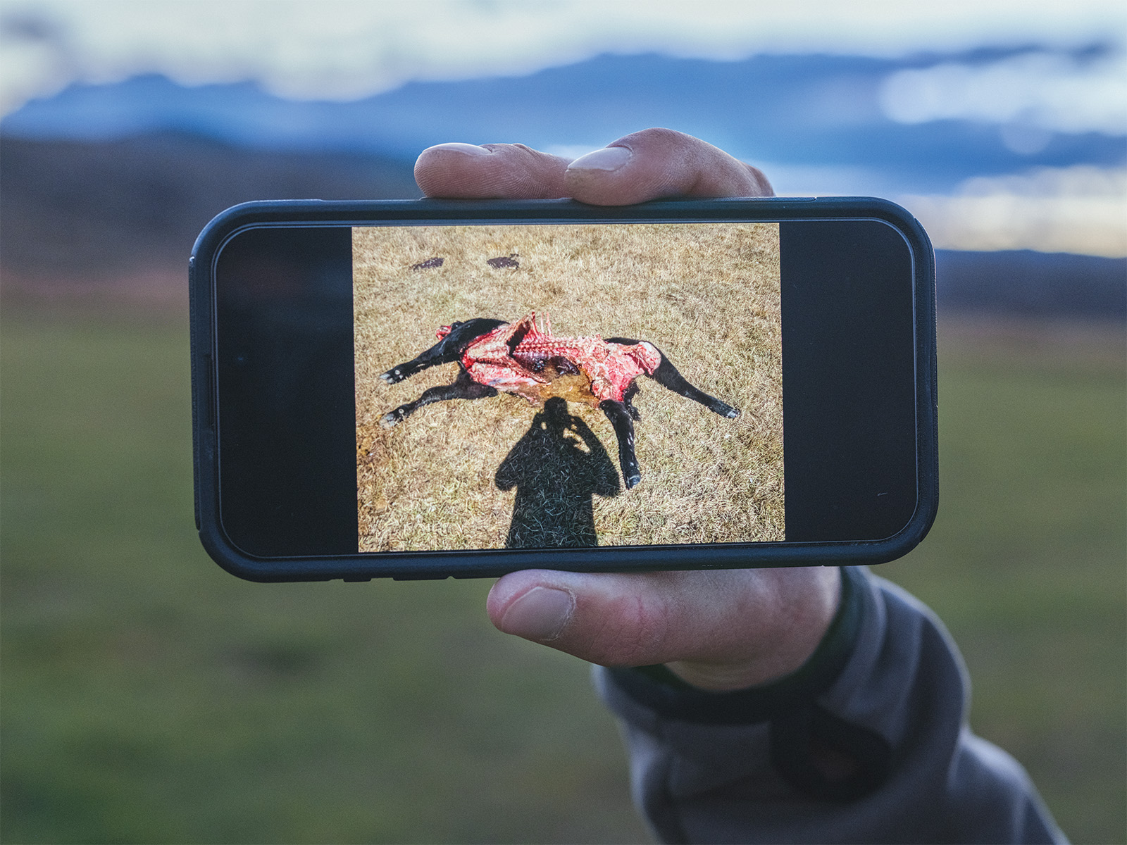 A man holds a phone with an image of a cow killed by a wolf