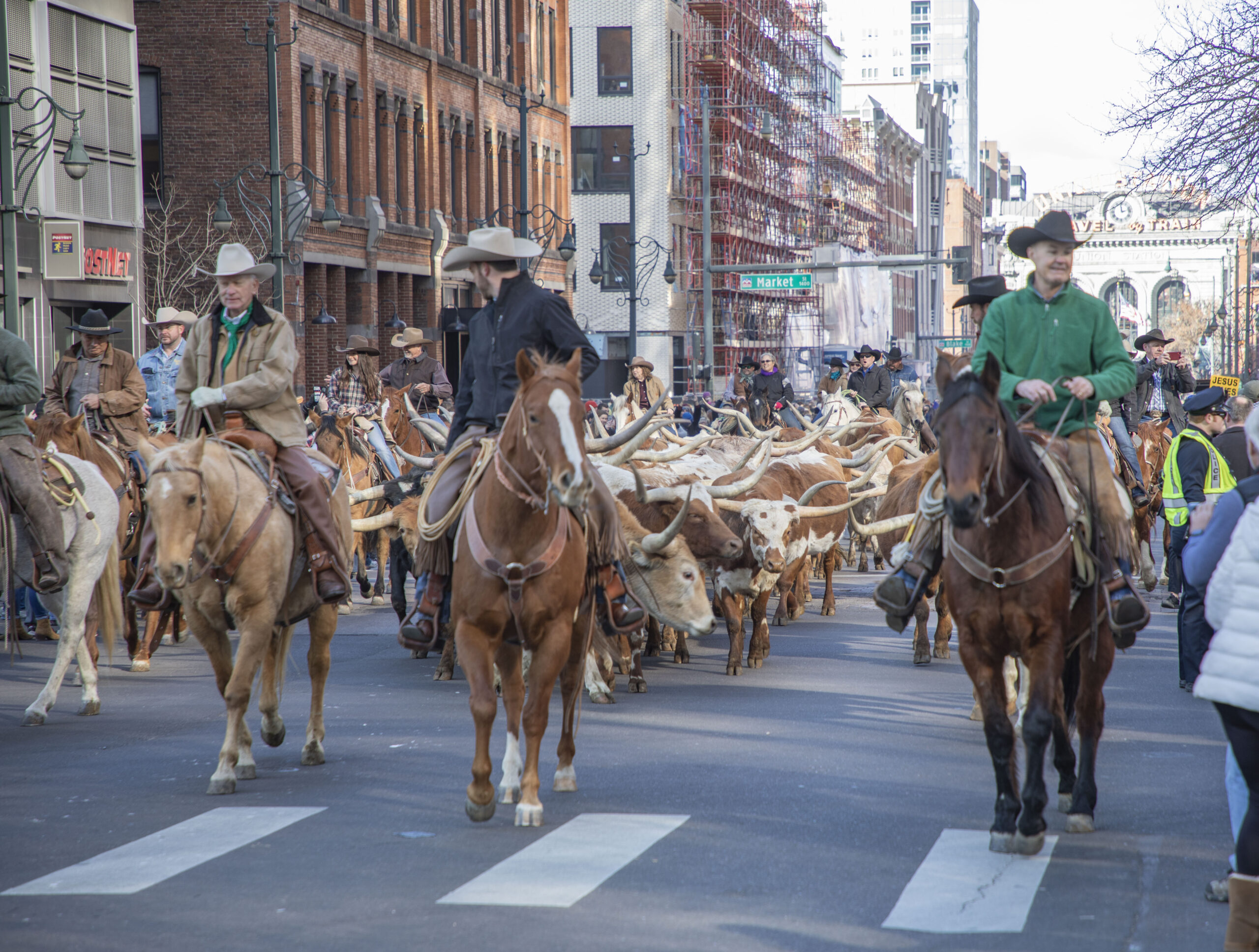 Longhorn cattle parade down the street in downtown Denver