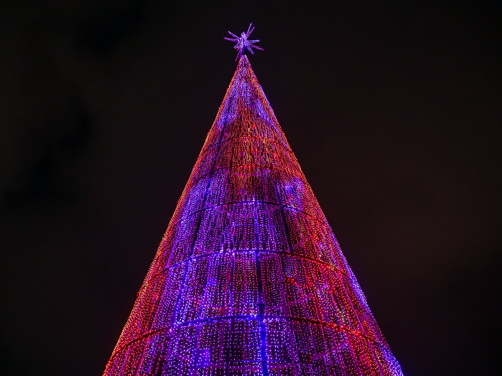 The Mile High Tree is red and purple