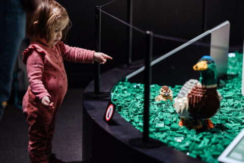 A little girl looks at a Lego display at Brick Planet in Denver