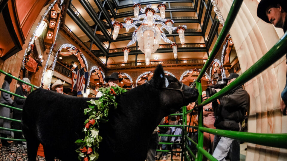 Steer stands in the Brown Palace atrium