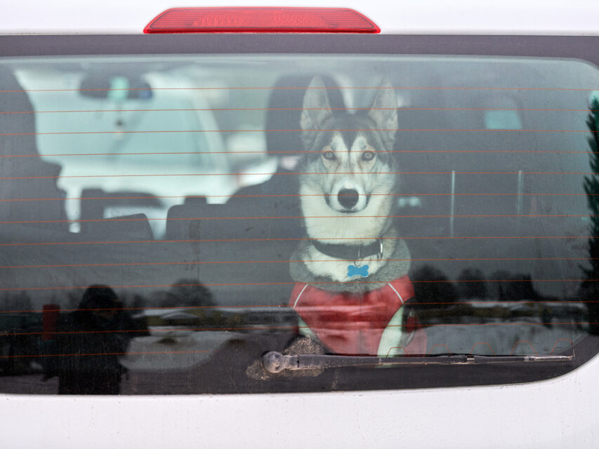 Husky in a car
