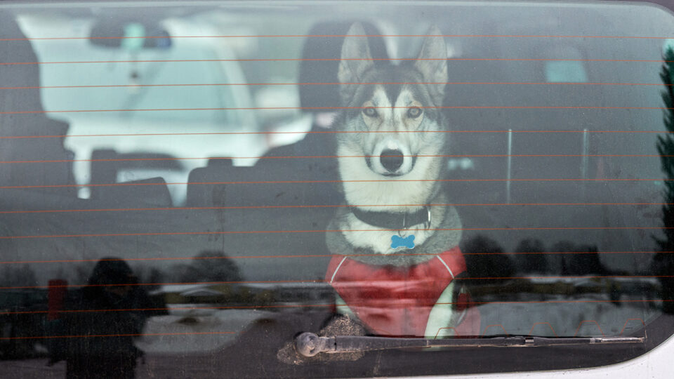 Husky in a car