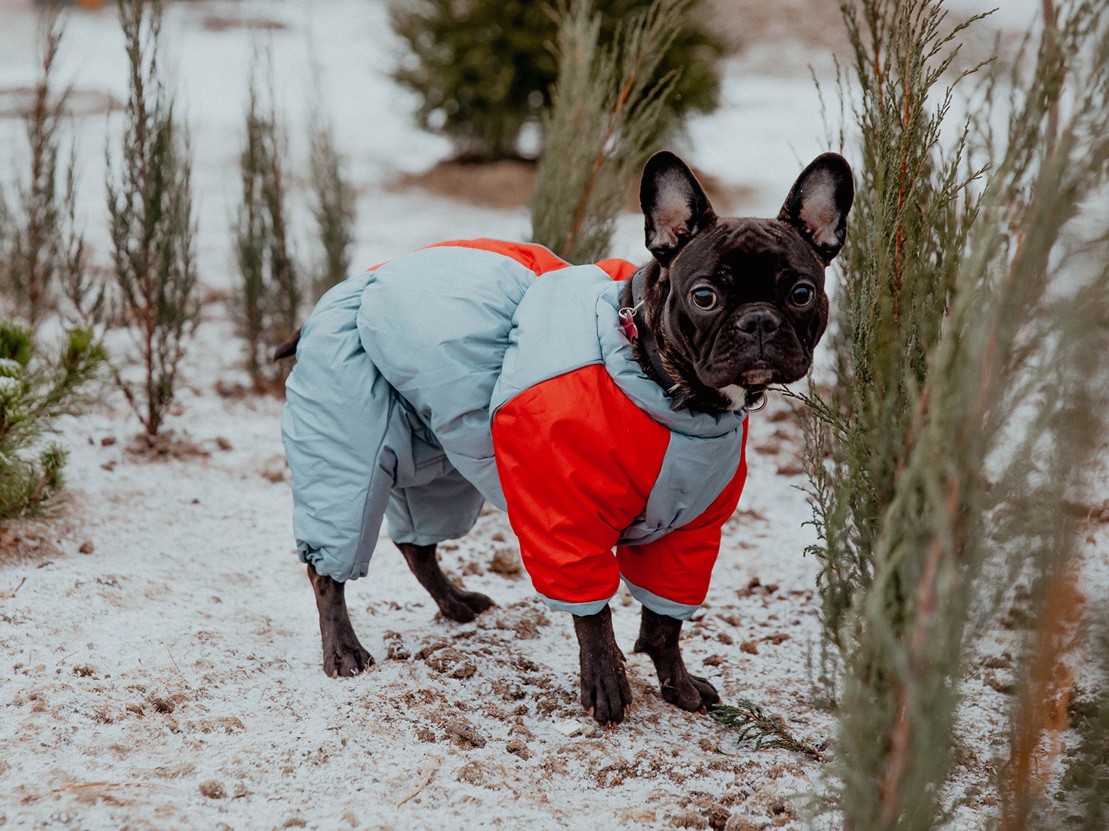 French bulldog in a coat