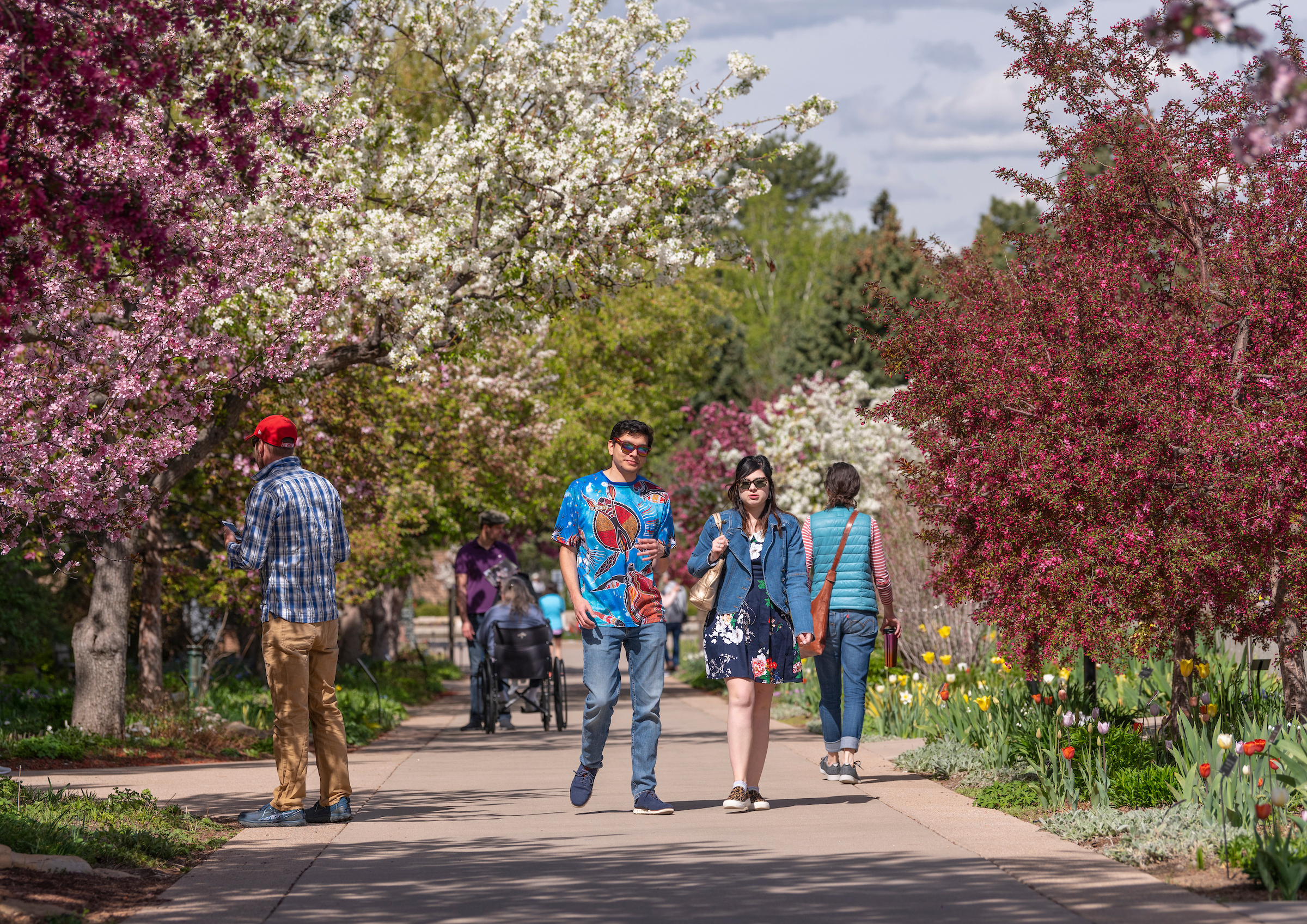 Crabapple trees along the Shady Lane at the Denver Botanic Gardens