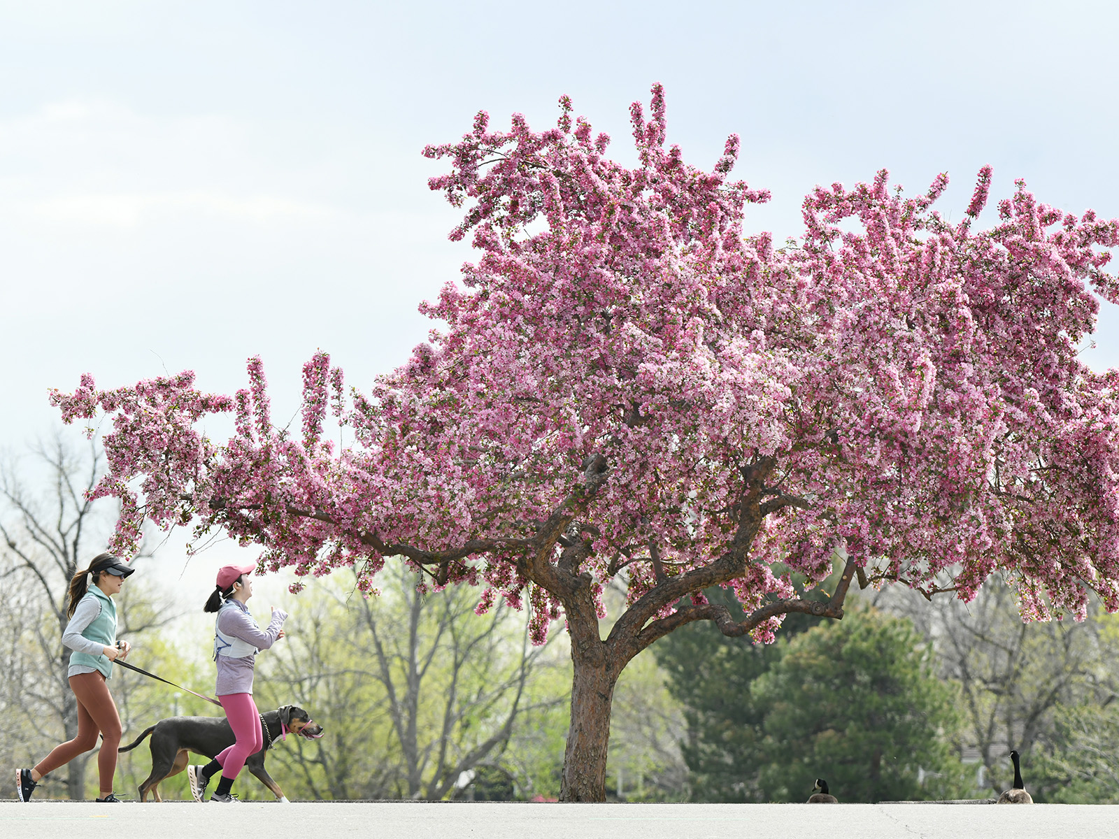 A crabapple tree blooms flowers at Washington Park
