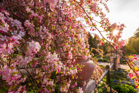 pink-and-white weeping crabapple blooms at sunset