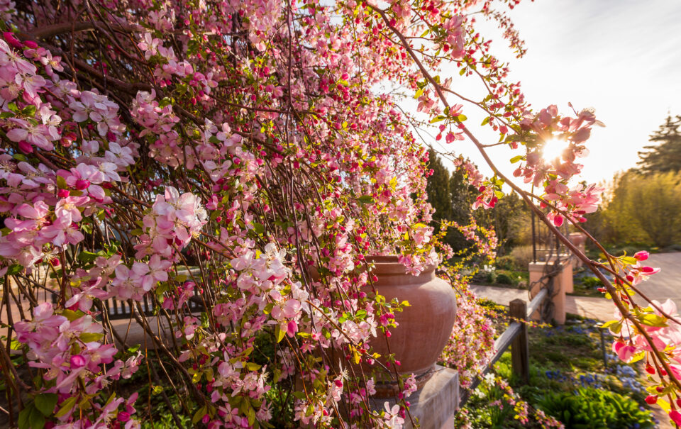 pink-and-white weeping crabapple blooms at sunset