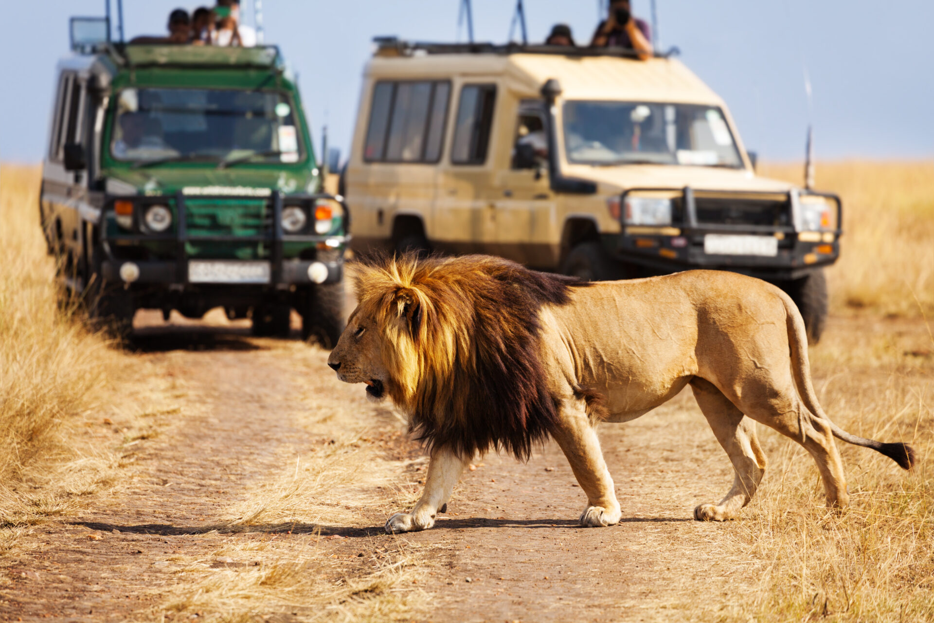 Portrait of big lion crossing the road at Masai Mara National Reserve, tourist's jeeps on background