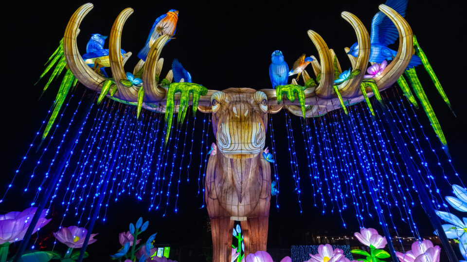 Moose sculpture lit up at night