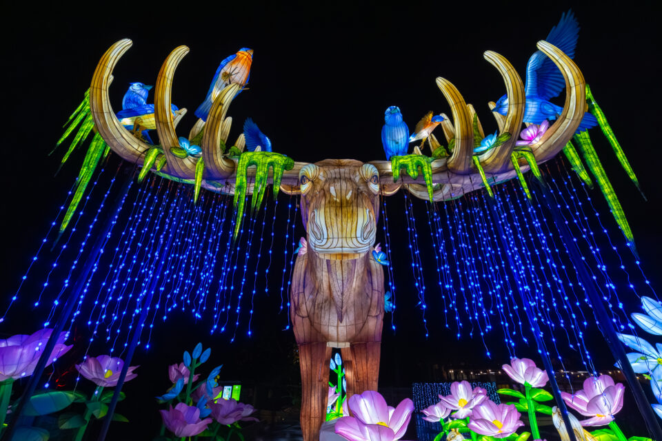 Moose sculpture lit up at night