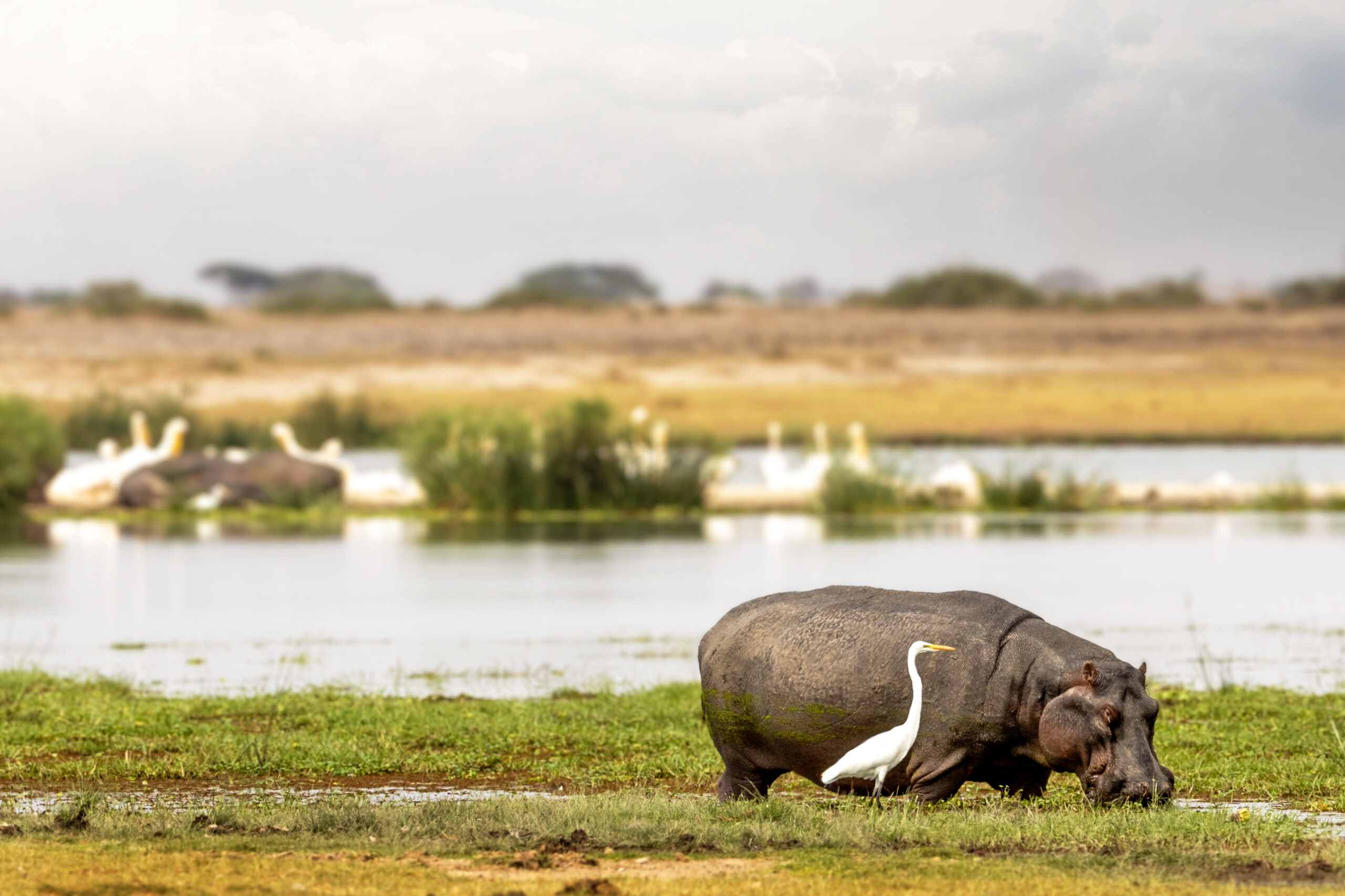 Large hippopotamus grazing on grass in the marshlands of Amboseli National Park in Kenya Africa