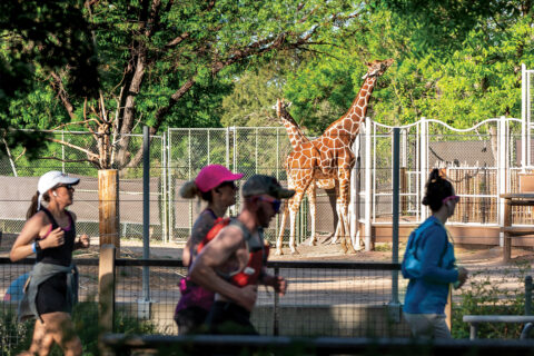 Runners jogging past giraffes in the zoo portion of Denver Colfax Marathon