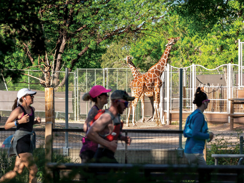 Runners jogging past giraffes in the zoo portion of Denver Colfax Marathon