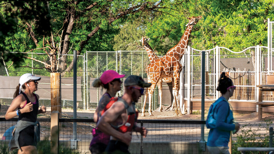 Runners jogging past giraffes in the zoo portion of Denver Colfax Marathon