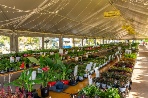 Denver Botanic Gardens Spring Plant Sale
