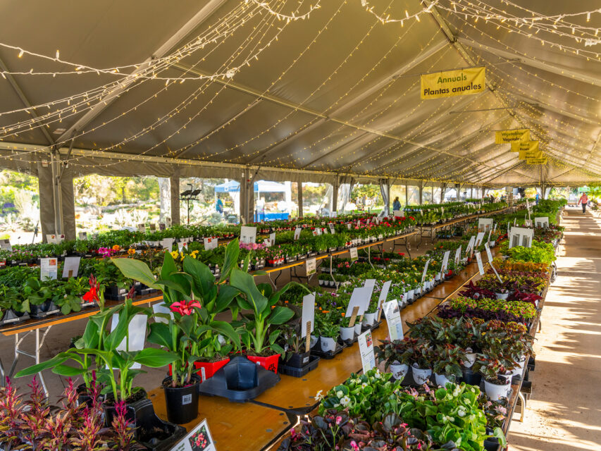 Denver Botanic Gardens Spring Plant Sale
