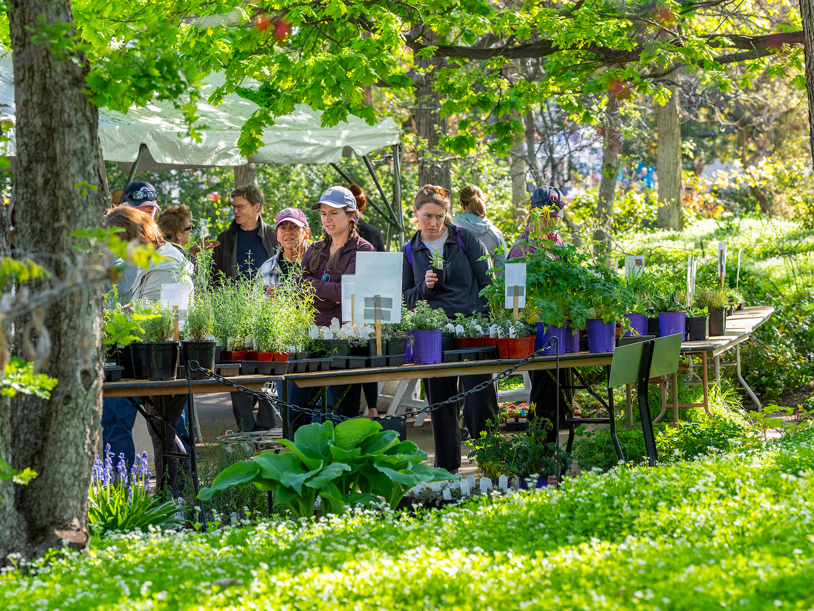 Denver Botanic Gardens Spring Plant Sale