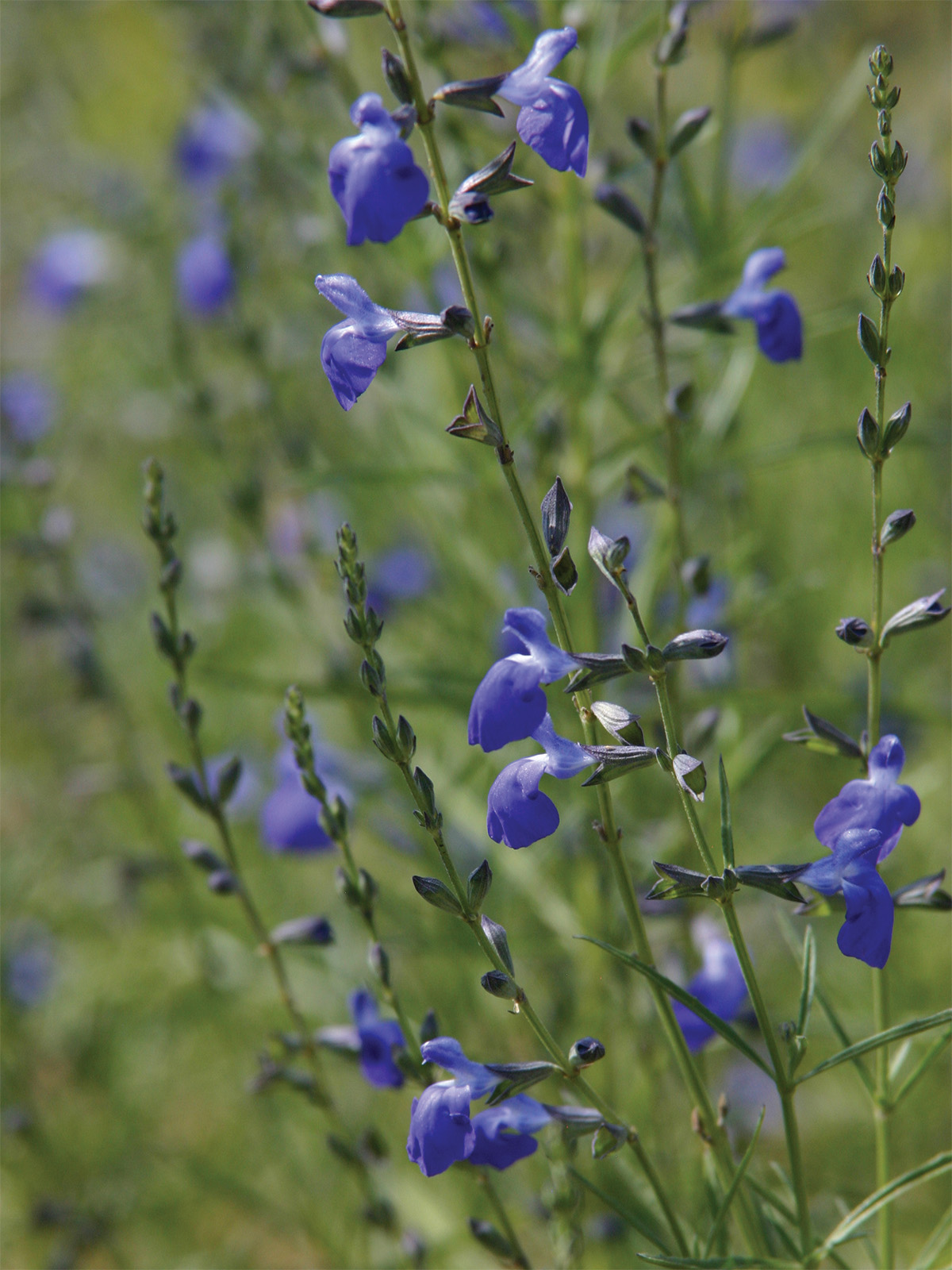 Autumn Sapphire Sage