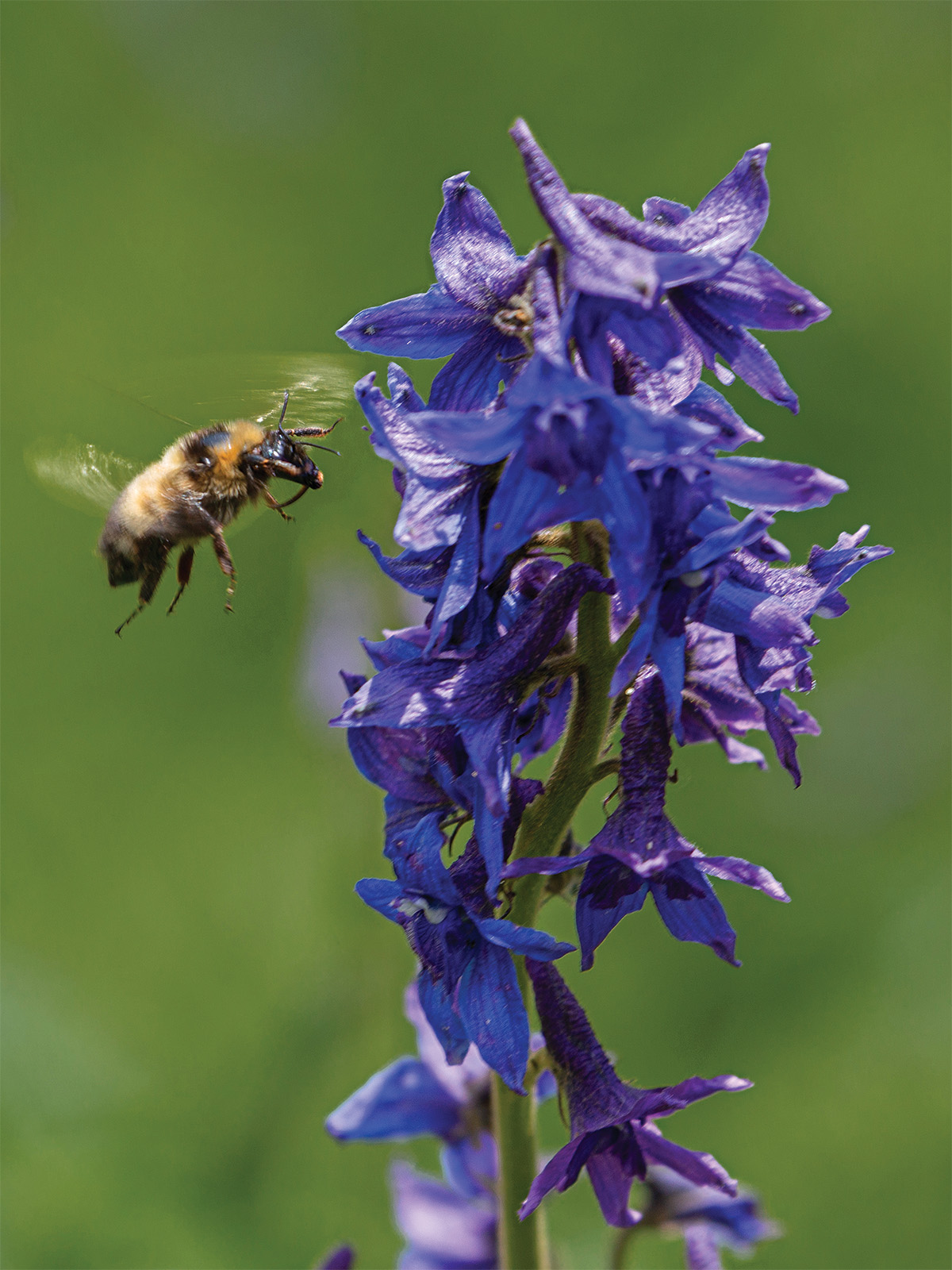 A bee flying by a purple flower