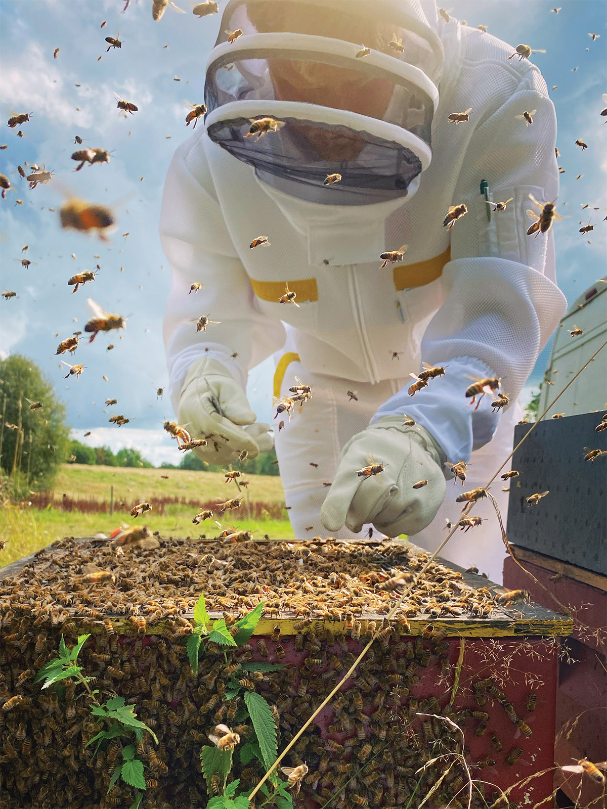 A beekeeper tending his hives