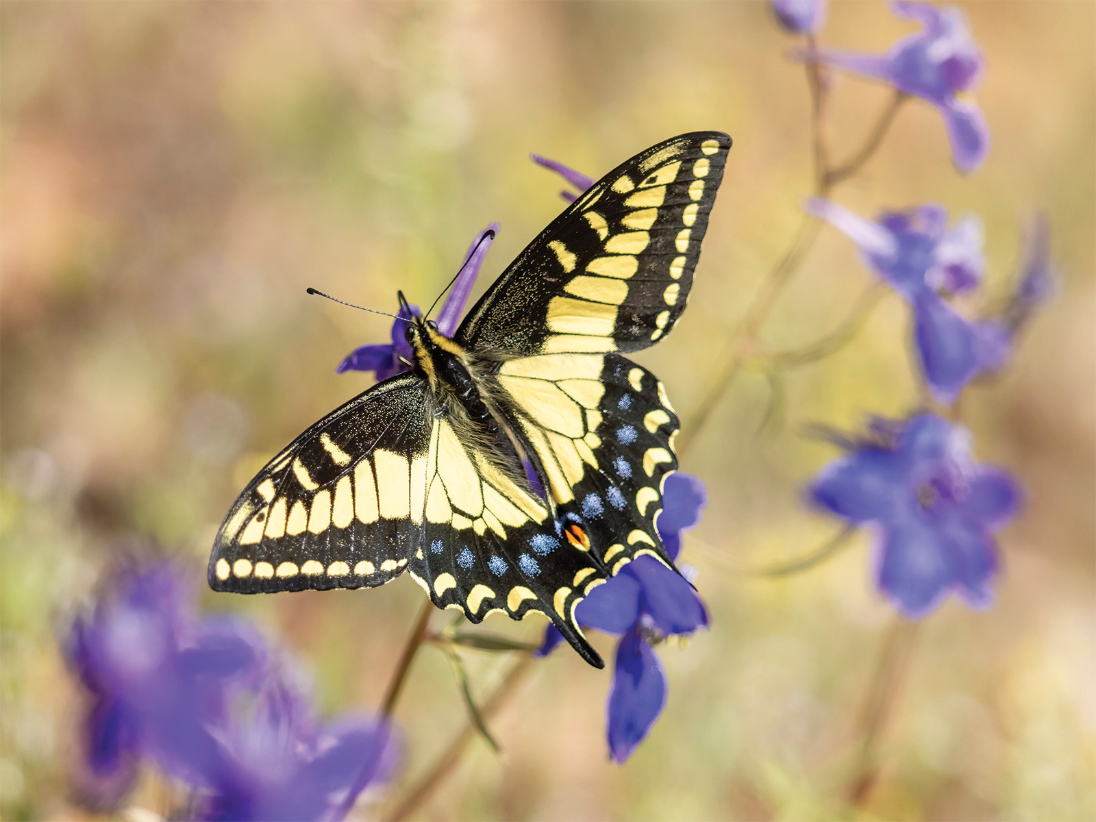Western tiger swallowtail