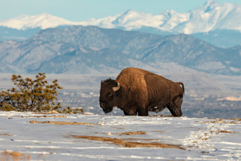 A bison roaming a snow-covered meadow in Colorado