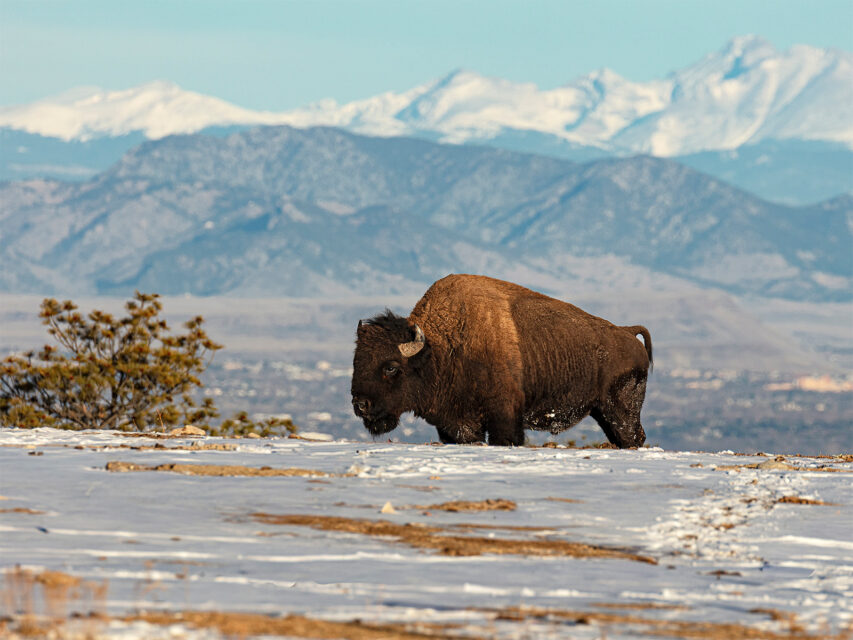 A bison roaming a snow-covered meadow in Colorado