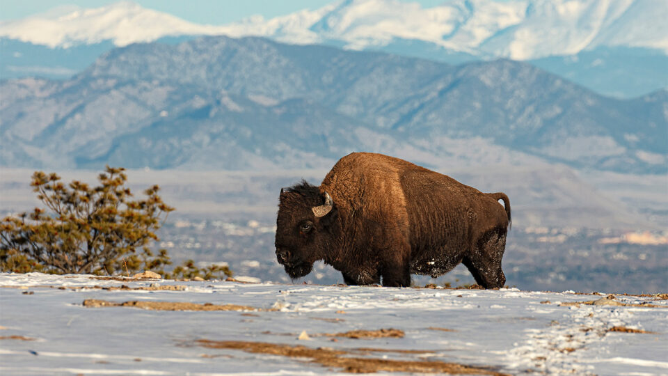A bison roaming a snow-covered meadow in Colorado